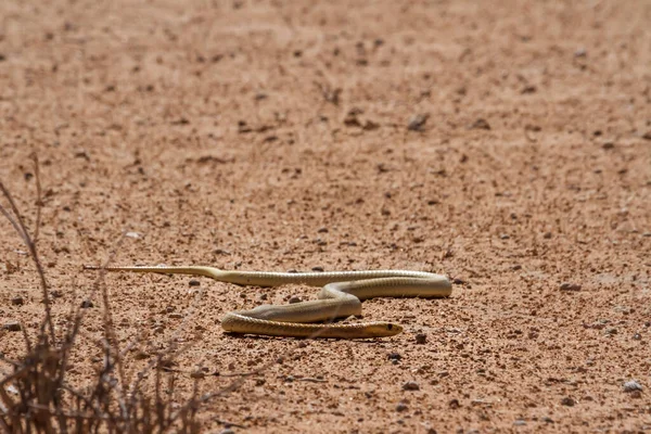 Cape Cobra Dans Parc Transfrontalier Kgalagadi Afrique Sud — Photo
