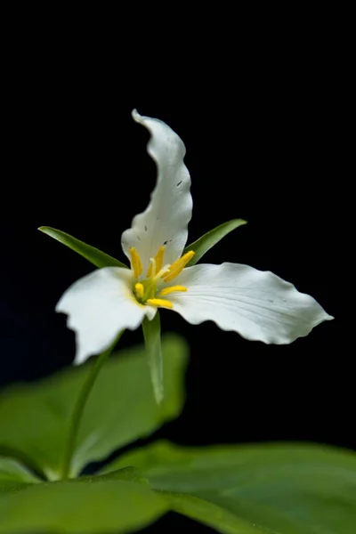 Makro Fotografie Bílého Trilium Květiny — Stock fotografie