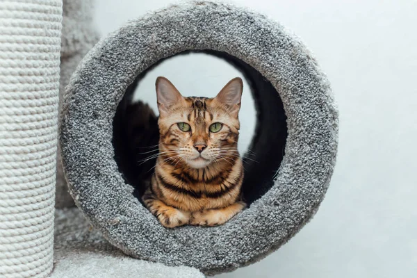 Jovem Gato Bengala Bonito Que Coloca Tubo Gato Macio Casa — Fotografia de Stock