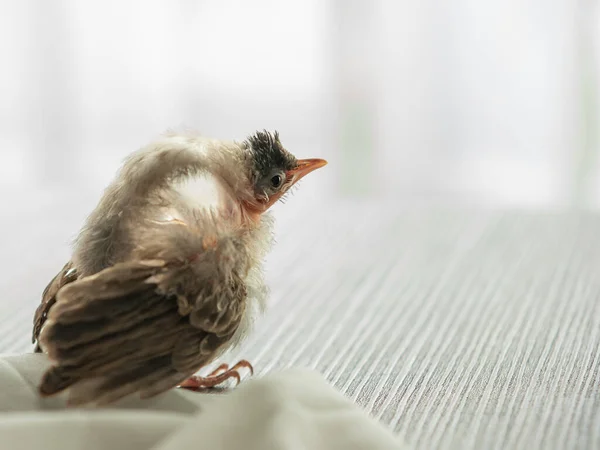 Air Sac Rupture Birds Baby Red Whiskered Bulbul Injury Attack — Stock Photo, Image