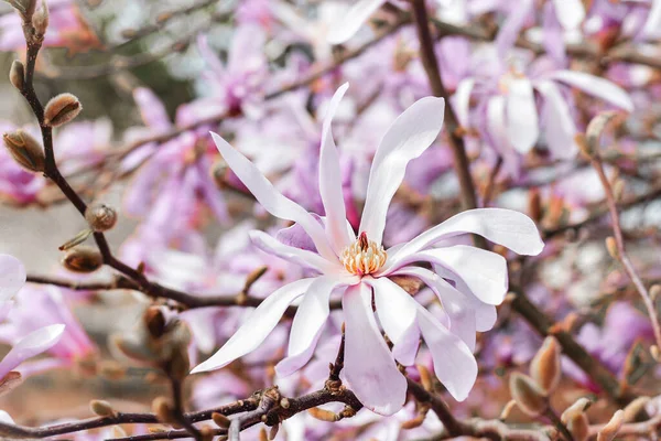 Spring Rose Blossoms Magnolia Tree — Stock Photo, Image