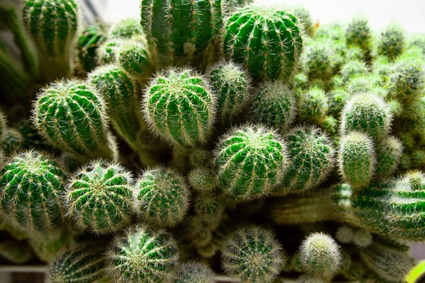 Green Cactuses Growing Window Small Water Drops — Stock Photo, Image