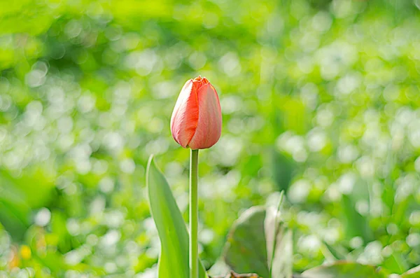 Bourgeon Tulipe Dans Verdure — Photo