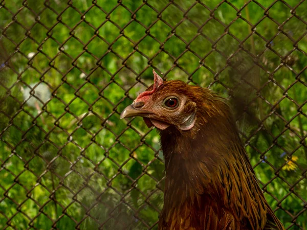 笼中的褐鸡 农场鸟 — 图库照片