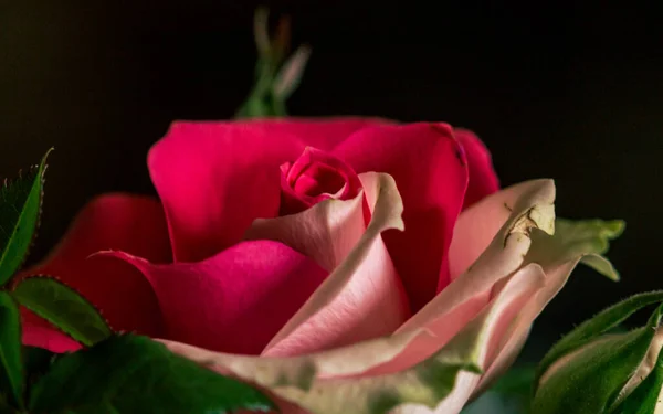 Fleur Rose Deux Couleurs — Photo