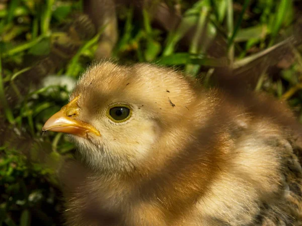 Little Chicken Yellow Fluffy Baby — Stock Photo, Image