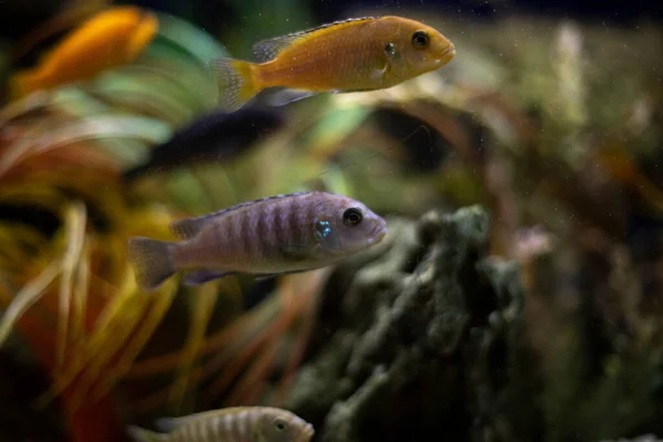 Akvaryum Detaylıdır Balıklar Akvaryumda Yüzer Rahatlamış Atmosfer — Stok fotoğraf