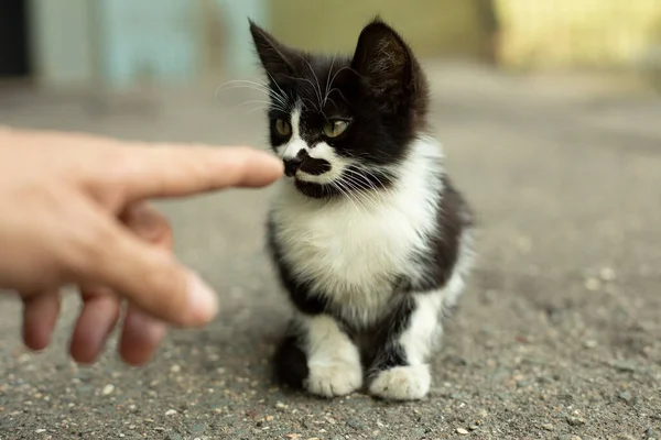 Homeless Kitten Looks Finger — Stock Photo, Image