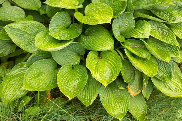 Green Leaves Large Plant Leaves — Stock Photo, Image