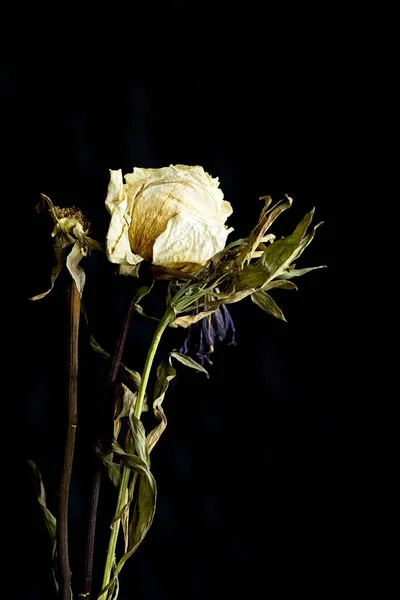 Koncept Studio Fotografie Sušených Květin — Stock fotografie