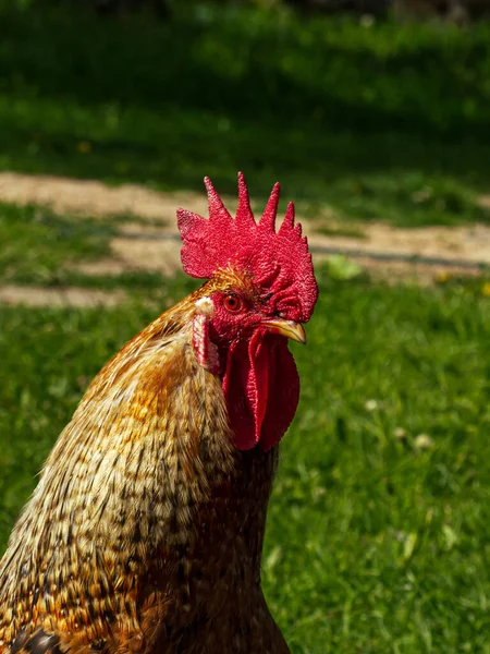 Farm Animal Bird Cock — Stock Photo, Image