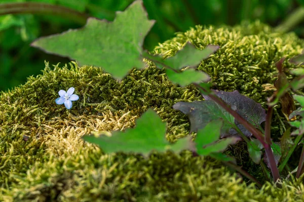 苔藓中的一朵蓝色小花 — 图库照片
