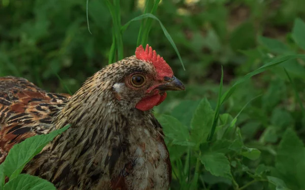 野生の農場では 草の中で鶏の鳥の多様化 — ストック写真