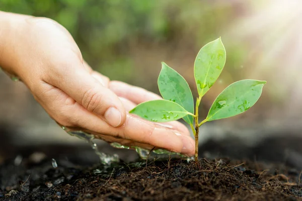 New Life Young Plant Seedling Grow Black Soil — Stock Photo, Image