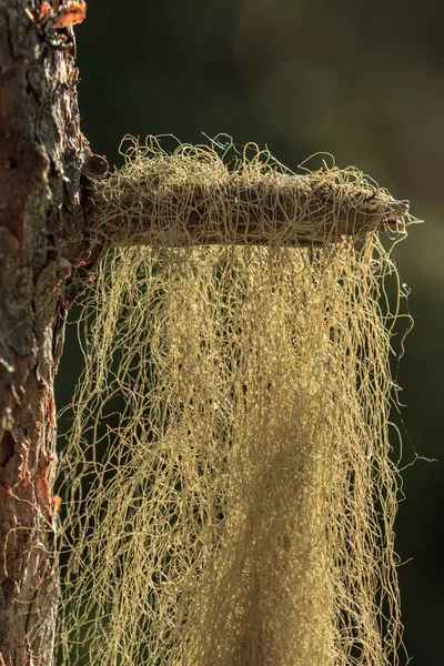 Fluffy Rostlina Vlasy Krycí Strom — Stock fotografie