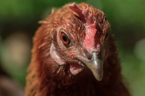 Farm Brown Chicken Head Portrait Picture — Stock Photo, Image