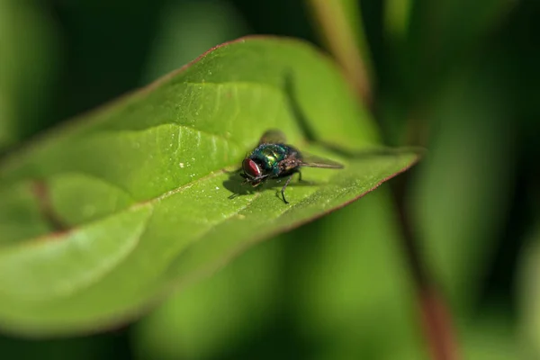 Grüne Fliegeninsekt Mit Rotem Auge — Stockfoto