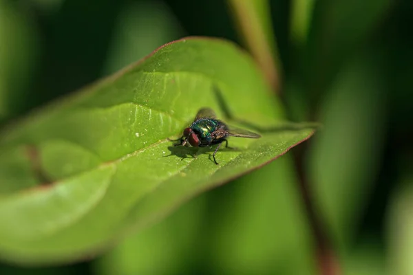 Green Fly Insect Red Eye — Stock Photo, Image