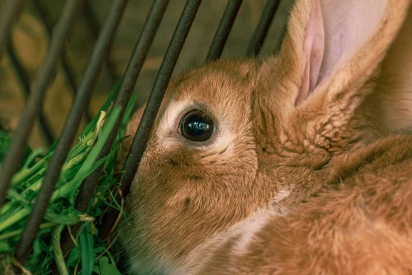 Kafeste Tüylü Çiftlik Hayvanı Tavşanı — Stok fotoğraf