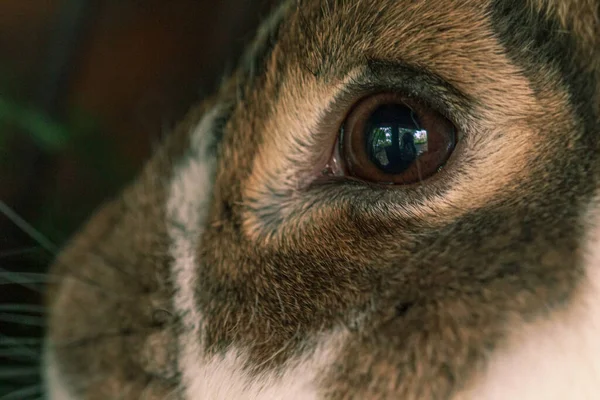 毛茸茸的农场动物兔子男孩的眼睛 — 图库照片