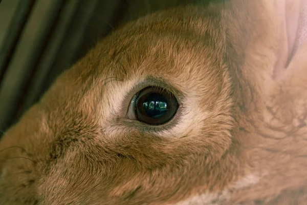Flauschiges Nutztier Kaninchen Käfig — Stockfoto