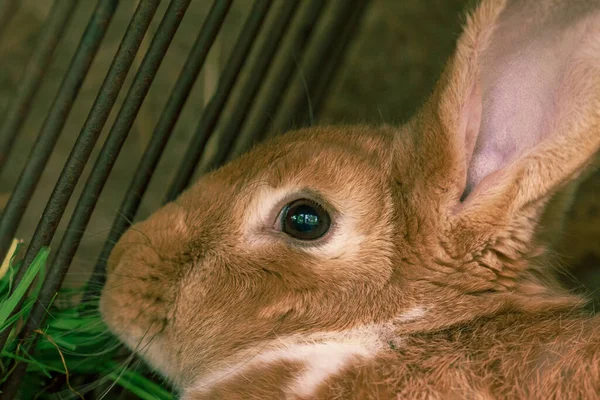 笼中毛茸茸的农场野兔 — 图库照片
