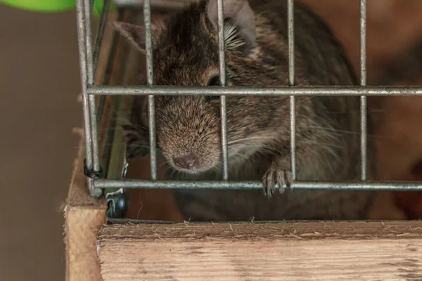 Small fluffy brown rat pet in cage