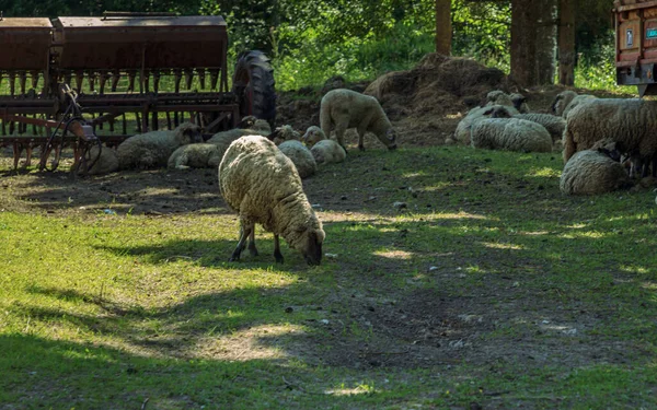 Çiftlikteki Siyah Başlı Koyun Sürüsü — Stok fotoğraf