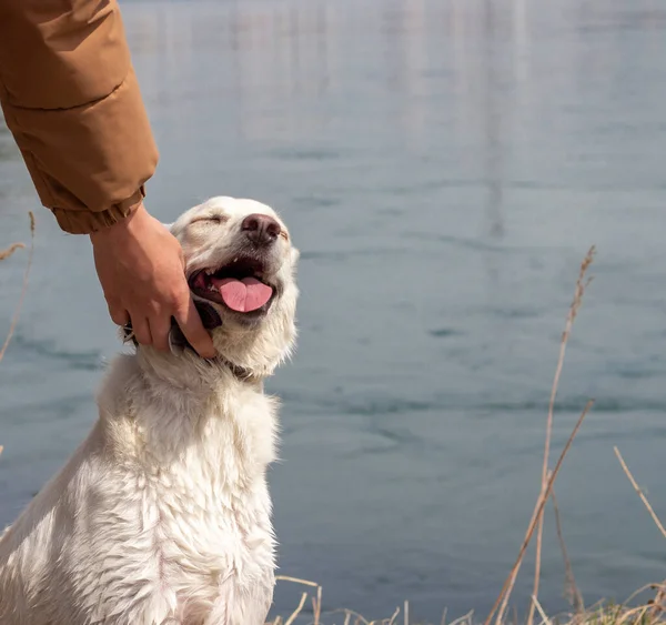 一个人的手在摸一只狗 对宠物的爱和友谊概念 — 图库照片