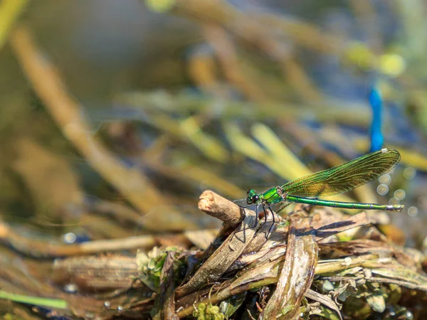 Green Dragonfly Washed River Tree — Stock Photo, Image