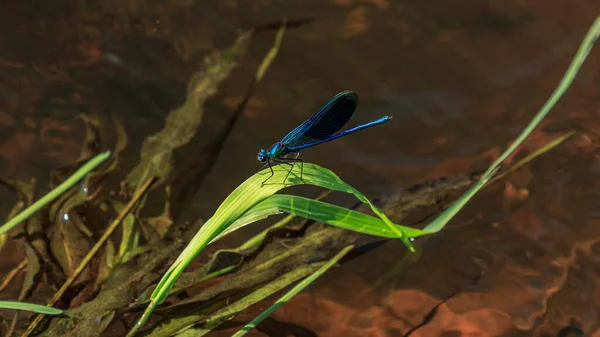 Blue Dragonfly Insect Grass — Stock Photo, Image