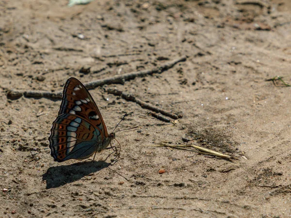 Color Abigarrado Hermosa Captura Mariposa — Foto de Stock