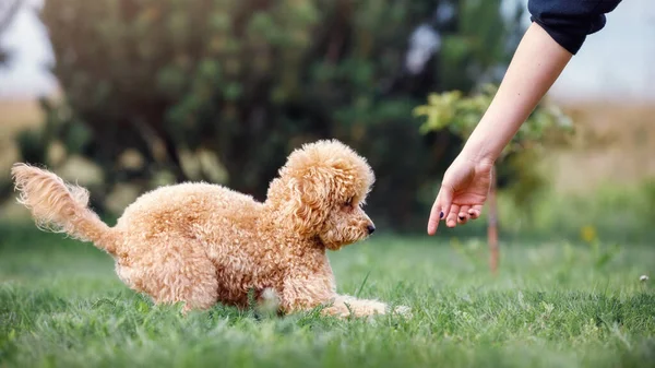 かわいい茶色いプールのホステスの女の子は 芝生の中で彼女の犬を訓練している 彼女は彼の腕で彼の場所を示しており 指示に従うように彼に指示します — ストック写真