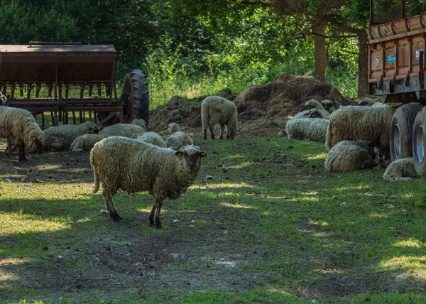 Schwarze Schafherde Auf Bauernhof — Stockfoto