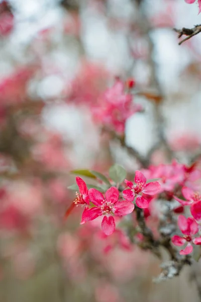 Praire Fire Crabapple Jasně Růžové Květy Dubnu Jaře — Stock fotografie