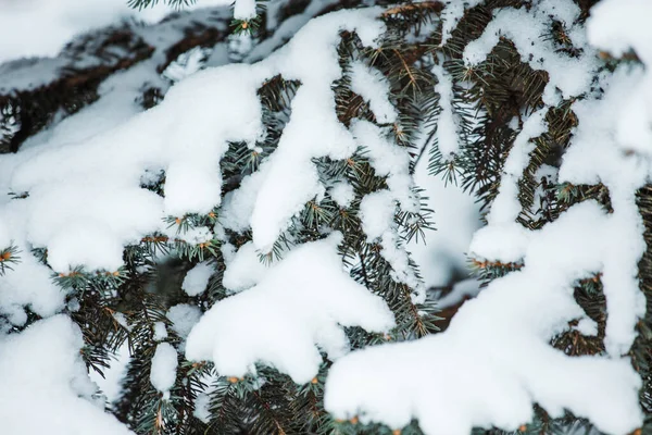 吹雪の後の雪の中の松の枝 — ストック写真