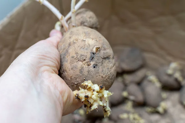 Sprouted Potato Tubers Hand Close Spoiled Vegetables —  Fotos de Stock