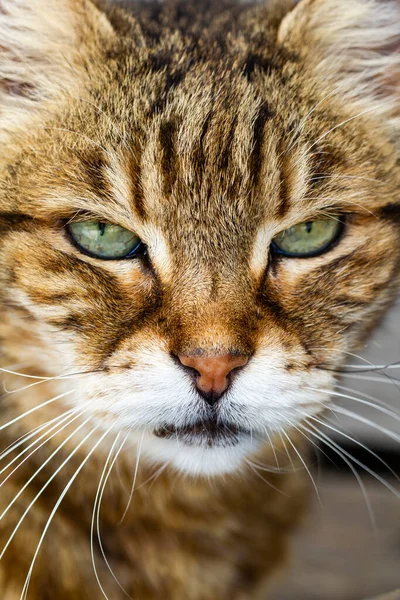 Olhar Gato Elegante — Fotografia de Stock