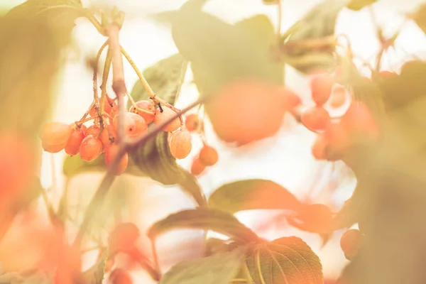 Blätter Und Rote Beeren Aus Nächster Nähe — Stockfoto