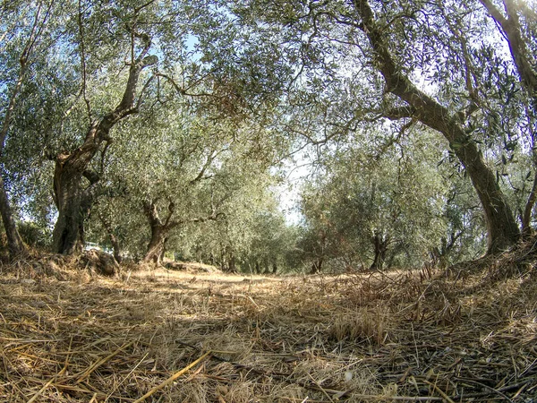 Olivträd Nära — Stockfoto