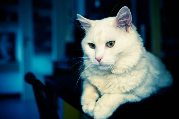 Ruhige Katze Auf Dem Tisch — Stockfoto