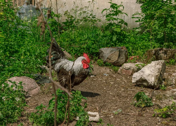 農場の鶏の鳥の散歩 — ストック写真