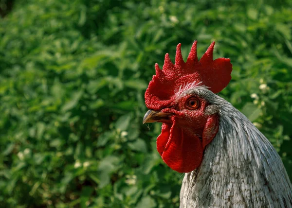 鶏の鳥の頭の肖像画 — ストック写真