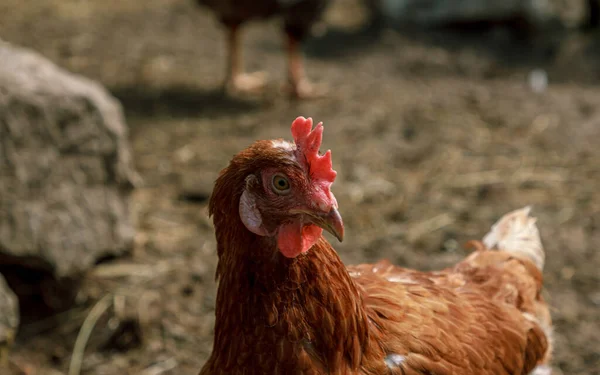 Brown Chicken Farm Animal Portrait — Stock Photo, Image