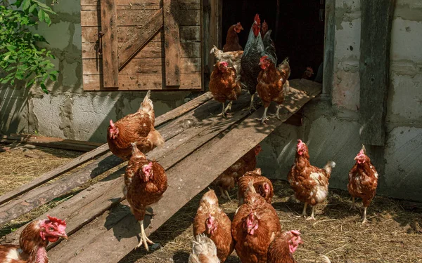 Bunch Farm Brown Chickens Come Out Cote — Stock Photo, Image