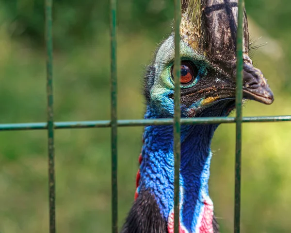 Casuarius Красива Блакитна Голова Птаха Клітку — стокове фото