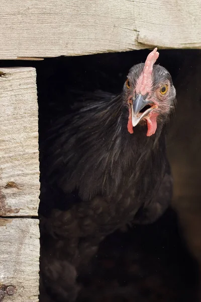 後ろに鶏の家がある黒い鶏のクローズアップの肖像画 — ストック写真