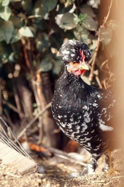 黑色簇拥着的母鸡隐藏和密切监视环境 — 图库照片