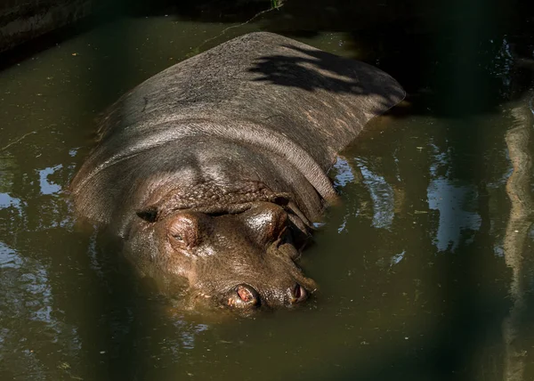 Hipopótamo Zoológico Animal Grande Piscina —  Fotos de Stock