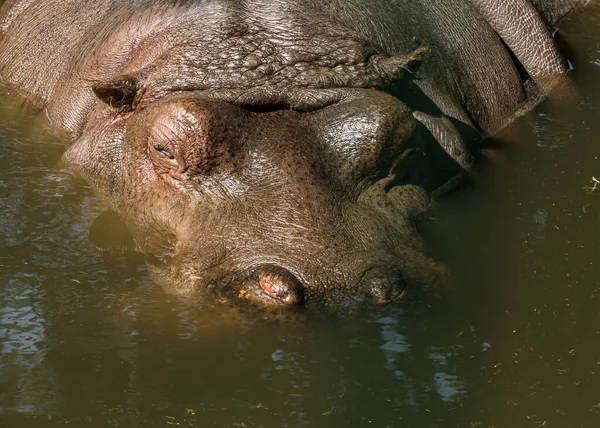 Hipopótamo Zoológico Animal Grande Piscina —  Fotos de Stock